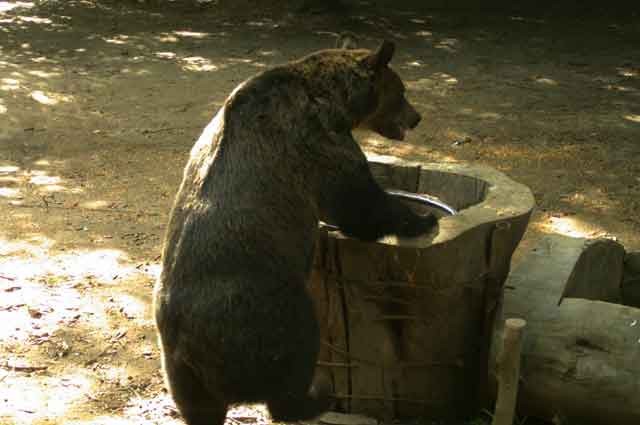 Wildlife in Romania